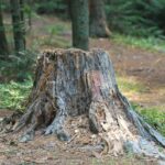nature, tree stump, woods-2364598.jpg
